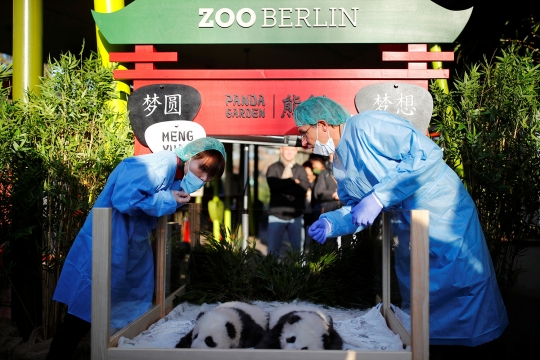 Lucunya Dua Anak Panda Raksa Meng Meng Saat Diberi Nama