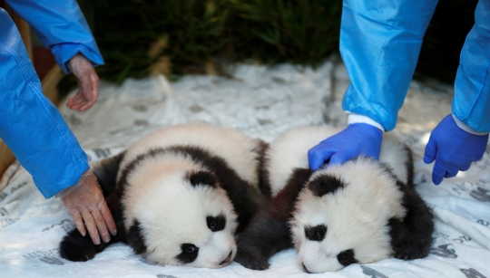 Lucunya Dua Anak Panda Raksa Meng Meng Saat Diberi Nama