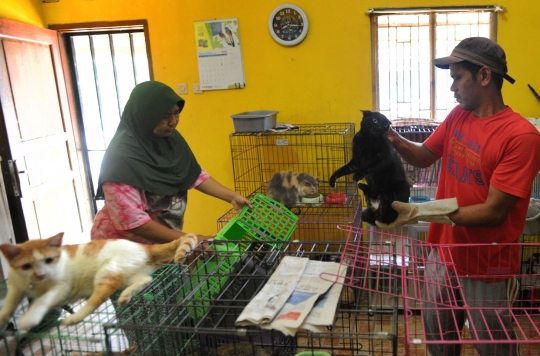 Kisah Dita Agusta Hidup Serumah Bersama 250 Kucing Lokal