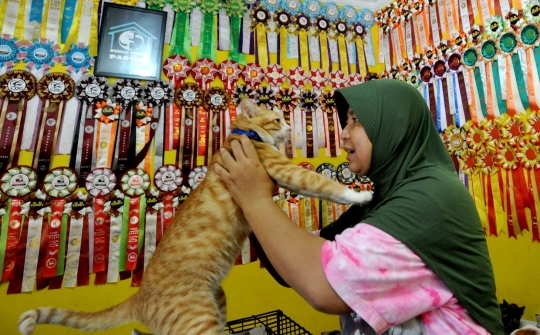 Kisah Dita Agusta Hidup Serumah Bersama 250 Kucing Lokal