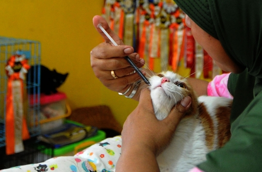 Kisah Dita Agusta Hidup Serumah Bersama 250 Kucing Lokal