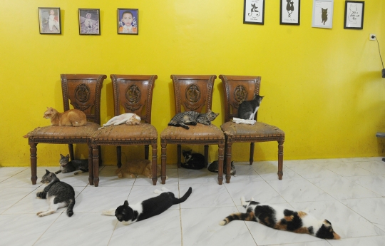 Kisah Dita Agusta Hidup Serumah Bersama 250 Kucing Lokal
