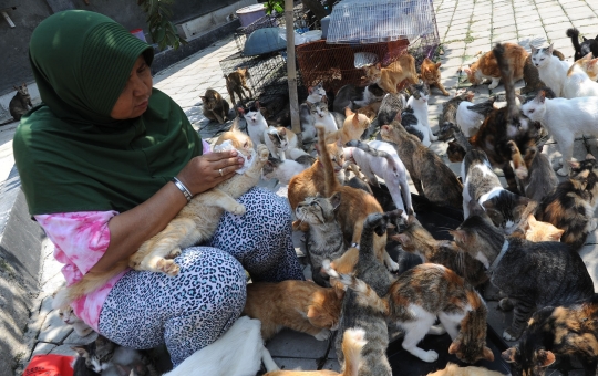 Kisah Dita Agusta Hidup Serumah Bersama 250 Kucing Lokal