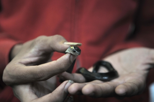 Penemuan Sarang Kobra Gegerkan Warga Cakung