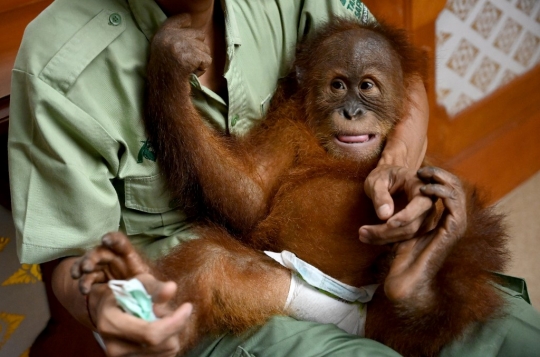 Lucunya Anak Orangutan yang Diselamatkan dari Penyelundupan WNA Rusia