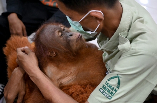 Lucunya Anak Orangutan yang Diselamatkan dari Penyelundupan WNA Rusia