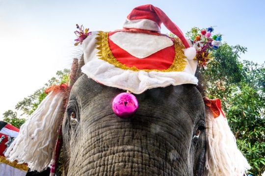 Aksi Gajah Sinterklas Hibur Anak-Anak Thailand