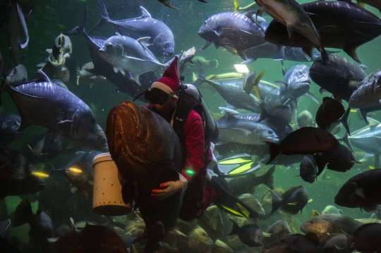 Aksi Sinterklas Menyelam di Akuarium Sea World Ancol