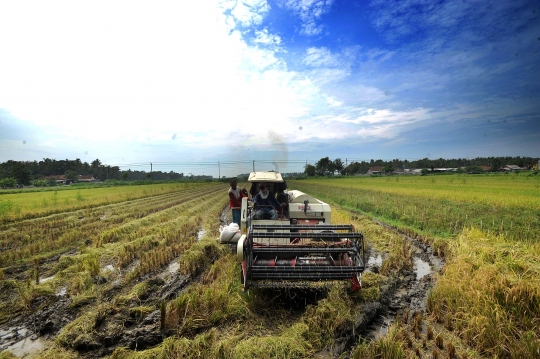 Melihat Petani Kulon Progo Gunakan Mesin Pemanen Padi