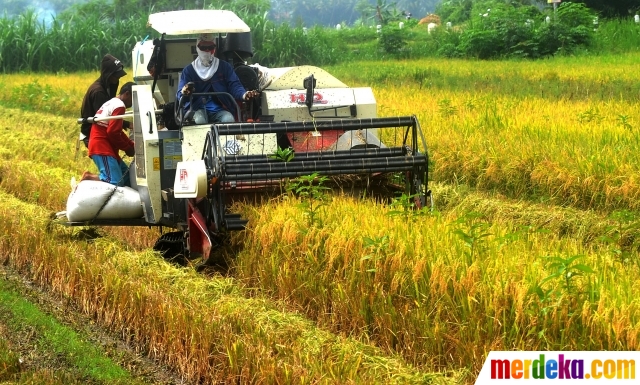 Foto : Melihat Petani Kulon Progo Gunakan Mesin Pemanen Padi | Merdeka.com