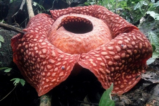 Penampakan Rafflesia Tuan-Mudae Terbesar di Indonesia