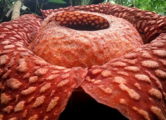 Penampakan Rafflesia Tuan-Mudae Terbesar di Indonesia