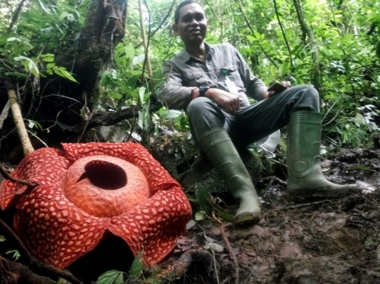 Penampakan Rafflesia Tuan-Mudae Terbesar di Indonesia