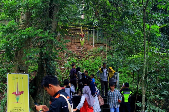 Bunga Bangkai Menjadi Daya Tarik Wisatawan Kebun Raya Bogor