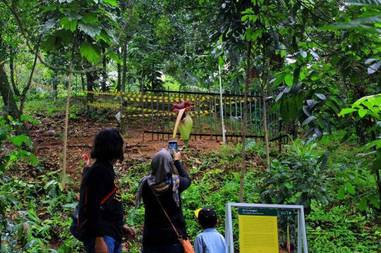 Bunga Bangkai Menjadi Daya Tarik Wisatawan Kebun Raya Bogor