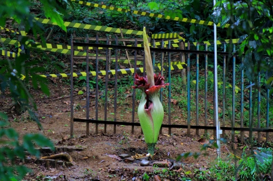 Bunga Bangkai Menjadi Daya Tarik Wisatawan Kebun Raya Bogor