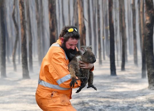 Potret Pilu Koala dan Kanguru Korban Kebakaran Hutan Australia