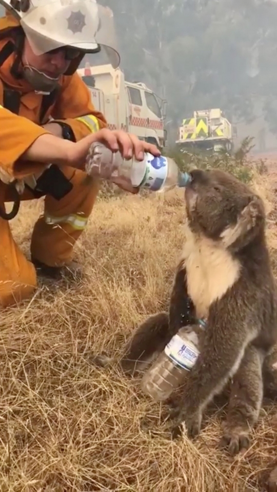 Potret Pilu Koala dan Kanguru Korban Kebakaran Hutan Australia