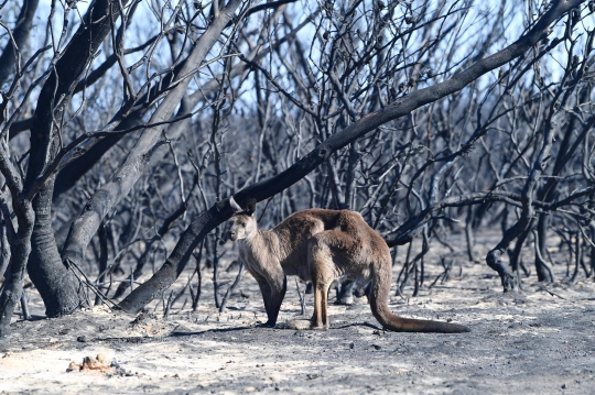 Potret Pilu Koala dan Kanguru Korban Kebakaran Hutan Australia