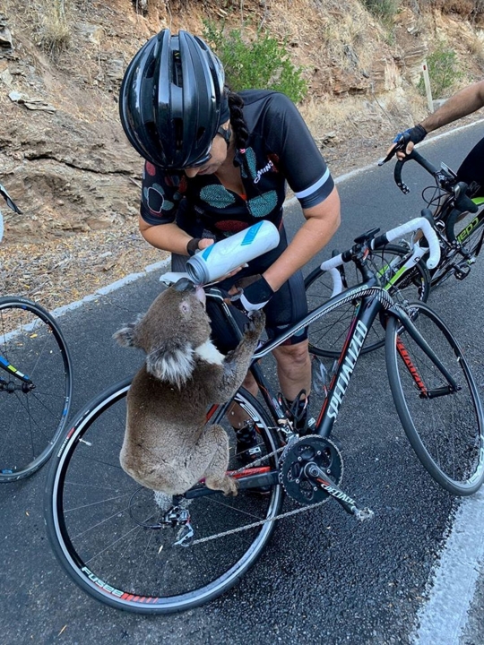 Potret Pilu Koala dan Kanguru Korban Kebakaran Hutan Australia