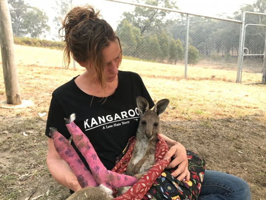 Potret Pilu Koala dan Kanguru Korban Kebakaran Hutan Australia