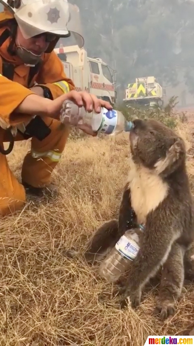 Foto Potret Pilu Koala Dan Kanguru Korban Kebakaran Hutan