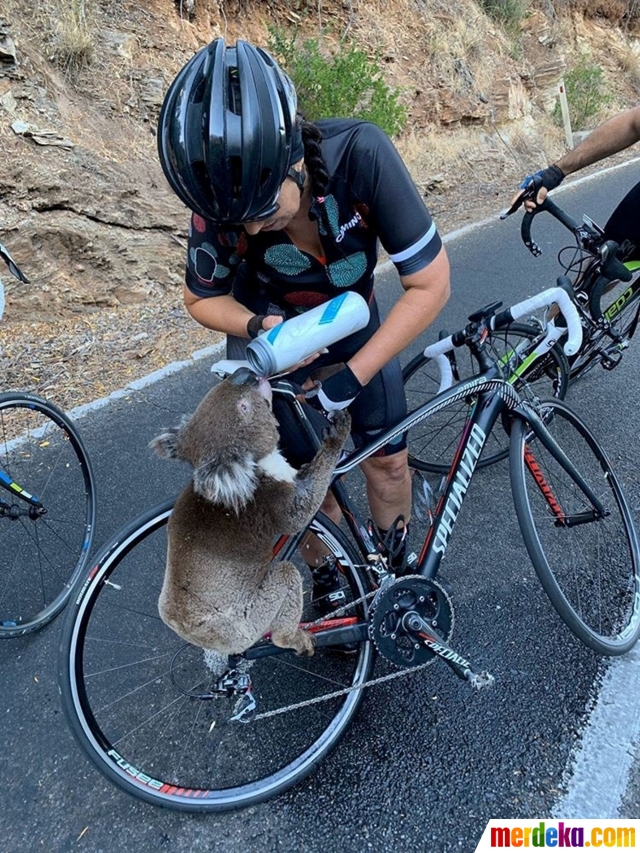 Foto Potret Pilu Koala Dan Kanguru Korban Kebakaran Hutan