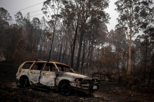 Potret Isi Hutan Australia yang Hangus