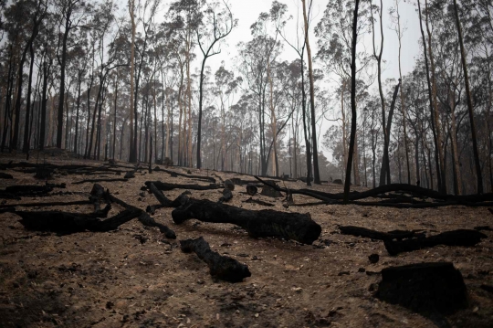 Potret Isi Hutan Australia yang Hangus