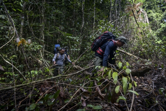 Perjuangan Polisi Hutan Patroli Menembus Belantara Aceh
