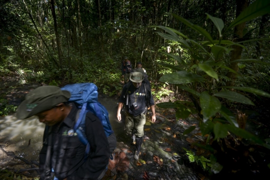 Perjuangan Polisi Hutan Patroli Menembus Belantara Aceh