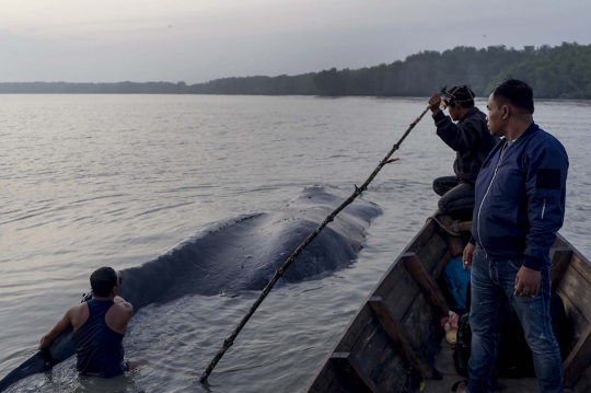 Wujud Paus Bungkuk 14 Meter yang Mati Terdampar di Asahan