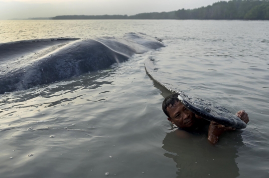 Wujud Paus Bungkuk 14 Meter yang Mati Terdampar di Asahan