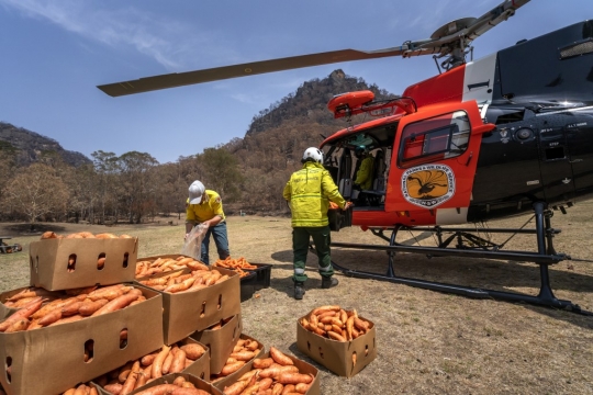 Wortel dan Ubi Disebar untuk Hewan-hewan Korban Kebakaran di Australia