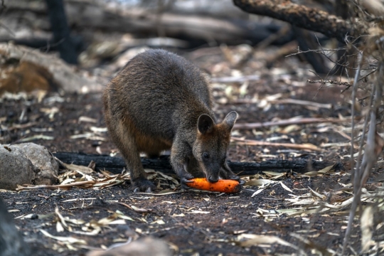 Wortel dan Ubi Disebar untuk Hewan-hewan Korban Kebakaran di Australia
