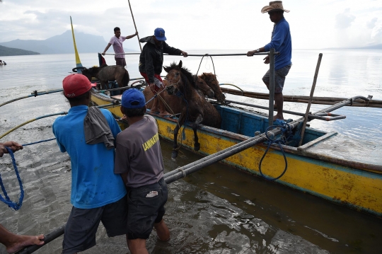 Korban Letusan Gunung Taal Evakuasi Hewan Ternak Pakai Perahu