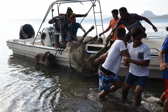 Korban Letusan Gunung Taal Evakuasi Hewan Ternak Pakai Perahu