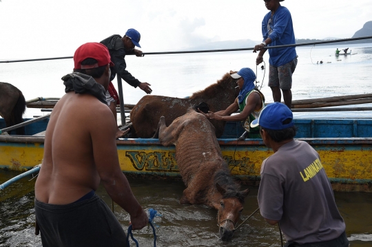 Korban Letusan Gunung Taal Evakuasi Hewan Ternak Pakai Perahu