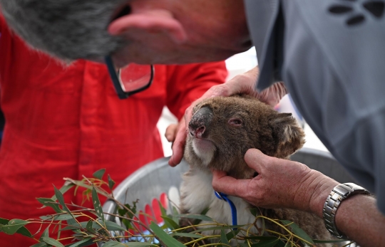 Menengok Penanganan Koala Korban Kebakaran Hutan di Australia