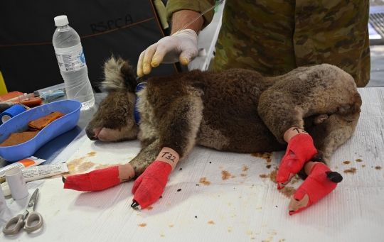 Menengok Penanganan Koala Korban Kebakaran Hutan di Australia