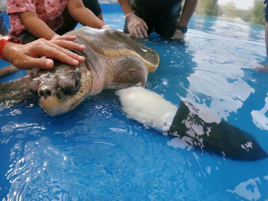 Goody, Penyu Malang Hidup dengan Sirip Palsu di Thailand