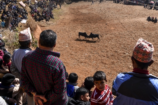 Festival Adu Banteng Menyambut Bulan Hangat di Nepal