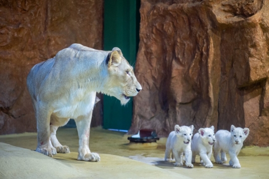 Lucunya Tiga Anak Singa Putih Terlangka di Jerman