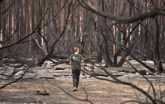Nestapa Hewan-hewan Langka Mati dan Terluka dalam Kebakaran Hutan Australia