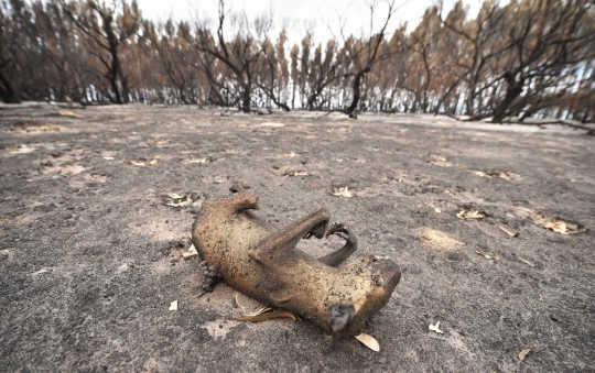 Nestapa Hewan-hewan Langka Mati dan Terluka dalam Kebakaran Hutan Australia