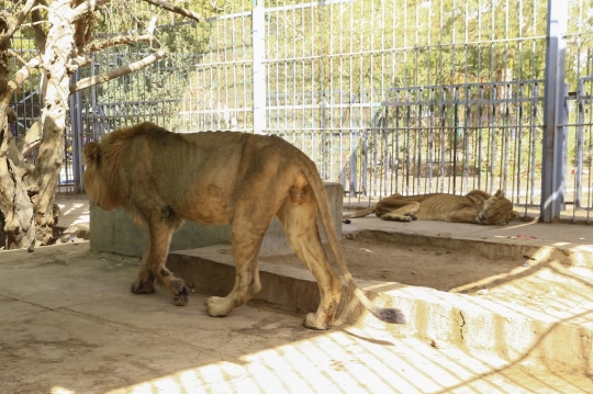 Miris, Lima Ekor Singa Alami Kelaparan Hingga Kurus Kering di Sudan