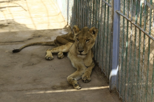 Miris, Lima Ekor Singa Alami Kelaparan Hingga Kurus Kering di Sudan