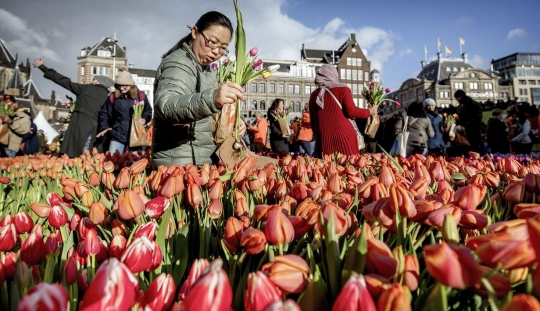 Warna-Warni Tulip di festival Hari Bunga Tulip Nasional Amsterdam