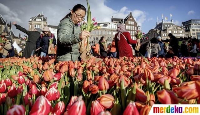 Foto Warna Warni Tulip Di Festival Hari Bunga Tulip Nasional Amsterdam Merdeka Com