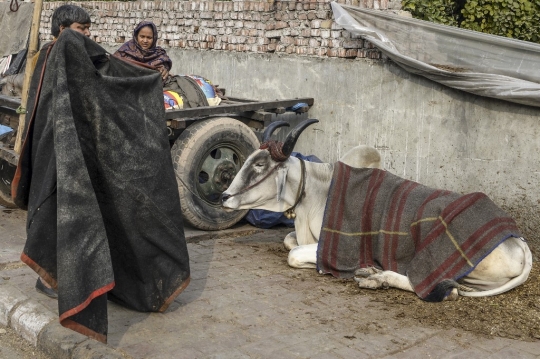 Cara Unik Warga India Lindungi Sapi dari Cuaca Dingin